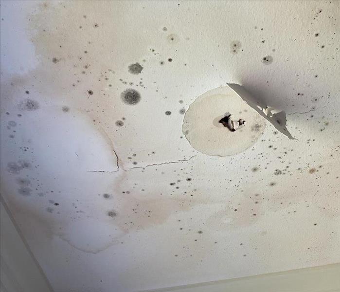Ceiling with water stains and microbial growth 