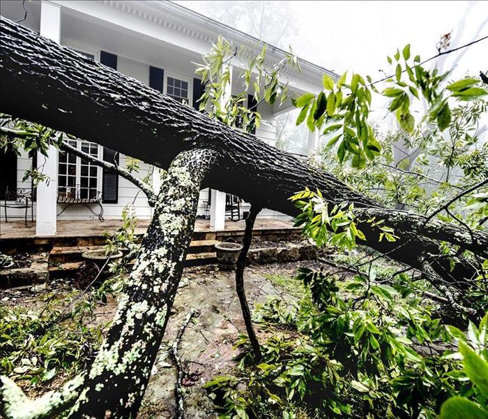 SERVPRO Storm Damage Tree